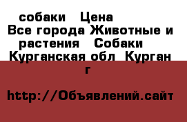 собаки › Цена ­ 2 500 - Все города Животные и растения » Собаки   . Курганская обл.,Курган г.